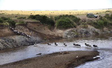 Gnuerna korsar Marafloden i Masai Marareservatet i Kenya.
Foto: Jan Fleischmann - obrazy, fototapety, plakaty