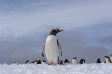 Gentoo Penguins on Iceberg