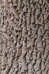 Old Wood Tree Texture Background Pattern