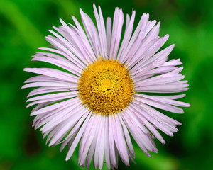 Mountain Daisy