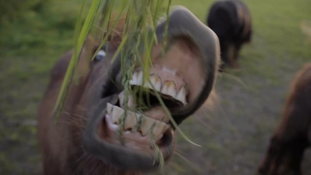 A funny slow motion clip of a Shetland pony eating grass from an adult hand. You can see the ponies teeth and tongue as it chews and swallows the long fresh grass.