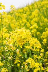 菜の花の道-三郷 江戸川-