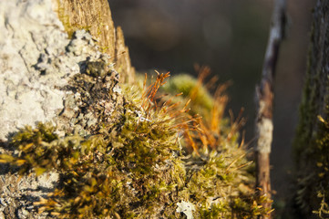 Macro Grass on Tree
