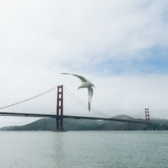 seagull flying on golden gate
