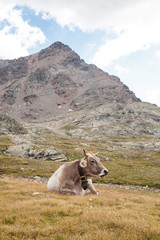 Obraz premium mucca che pascola libera su una montagna