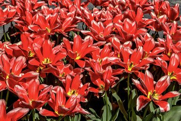 Rotes Tulpenfeld