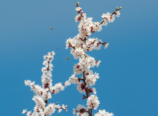 cherry blossom with bee against blue sky