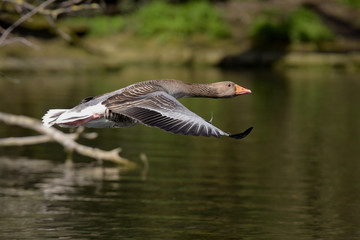 Greylag Goose, goose