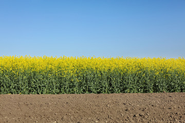 Oil rape, blooming canola plants in field, early spring
