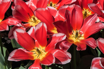 Rotes Tulpenfeld - Detailaufnahme
