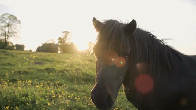 Shetland ponies grazing and relaxing at sunset in a buttercup field. Shot in slow motion at 240fps.