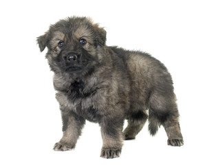 ancient type german shepherd