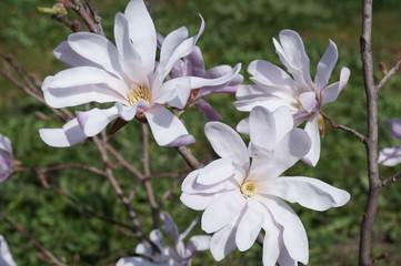 Beautiful mauve magnolia in park