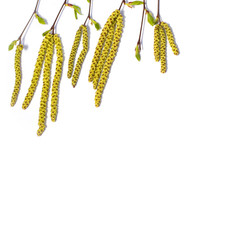 birch tree buds on a white background