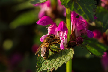 Obraz premium Bee on spring blossom flower
