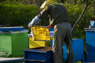 Beekeeper working on bee hive