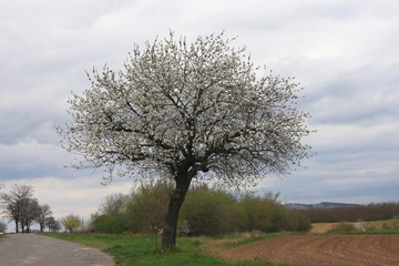 Obraz na płótnie Canvas Lonely sour cherry blooming next to the field on a cloudy day