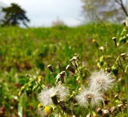 spring field and puffball