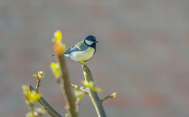 Bird in an apple tree in spring