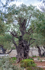 Fototapeta premium Gethsemane Garden at Mount of Olives, Jerusalem, Israel