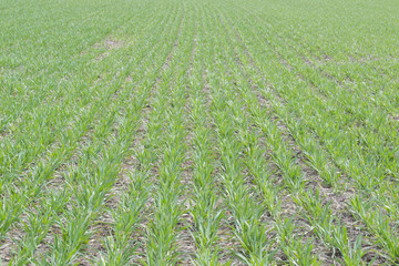 Green field with plantings in early spring
