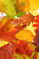 Fototapeta na wymiar Autumn leaves, close-up
