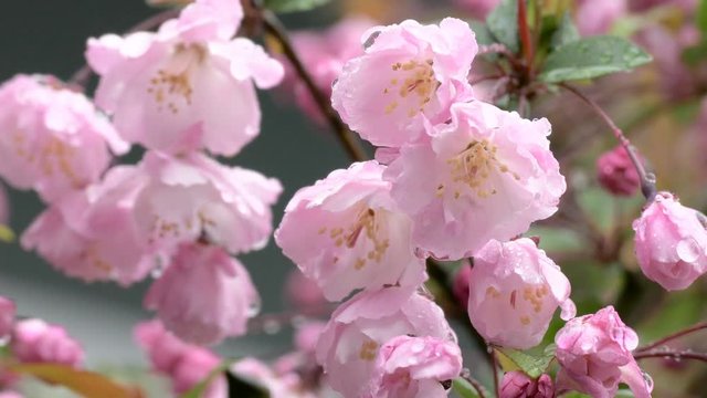 Closeup of raindrops on blooming pink Malus Haliana flowers.
