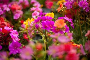 pink carnation flowers for sale in garden center