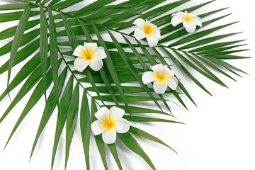 Fototapeta na wymiar Plumeria flowers and palm leaves, closeup
