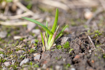 Little sprouts