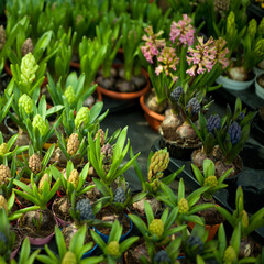 hyacinth plants for sale in garden centre