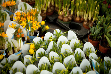 crocus flowers in garden centre for sale