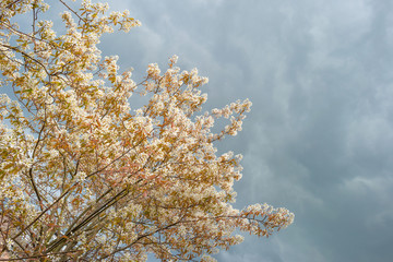 Flowers of a shadbush in spring