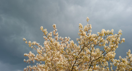Flowers of a shadbush in spring