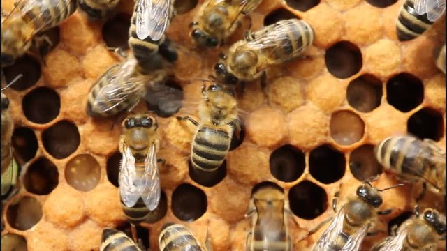 Closed larvae of bees.
Bees take care of the larvae – their new generation.