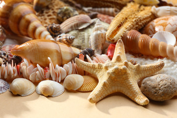 Sea shell background