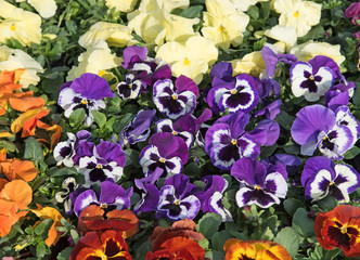 Stiefmütterchen, Blumen, Viola
