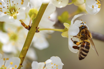 Bee on a spring flower collecting pollen and nectar