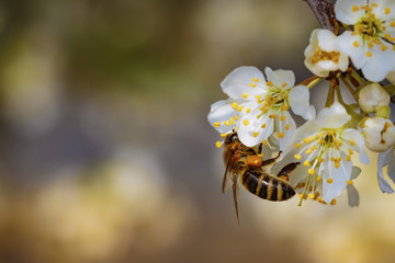 Bee on a spring flower collecting pollen and nectar