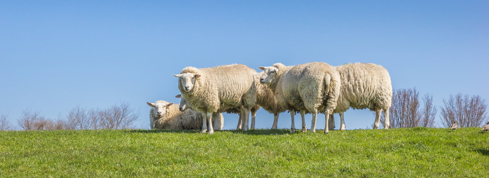Panorama of sheep on a dike in the Netherlands
