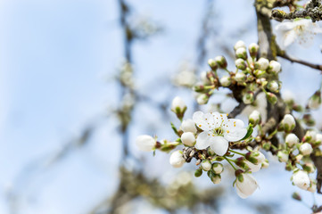 cherry plum blossom at sky background