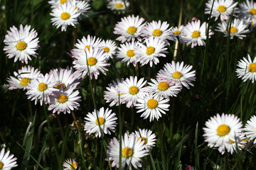 Daisy