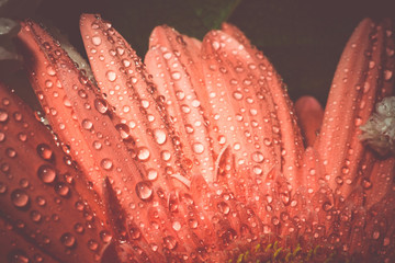 Pink Gerbera Macro Retro