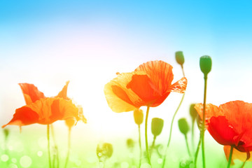 Obraz premium Gentle poppies in a field