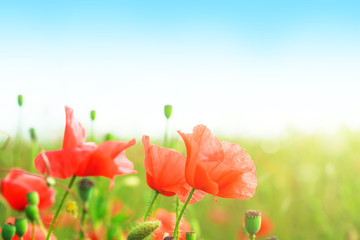 Gentle poppies in a field