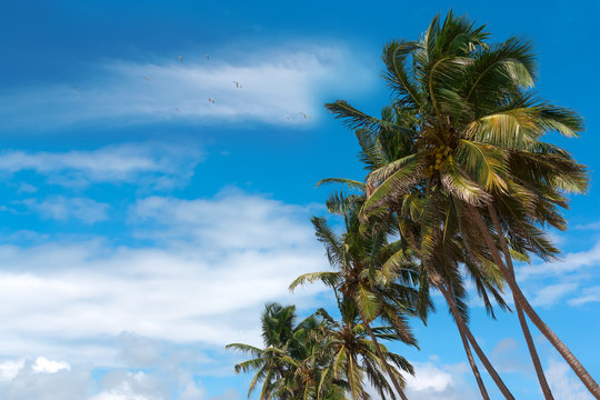 Coconut tree against blue sky.