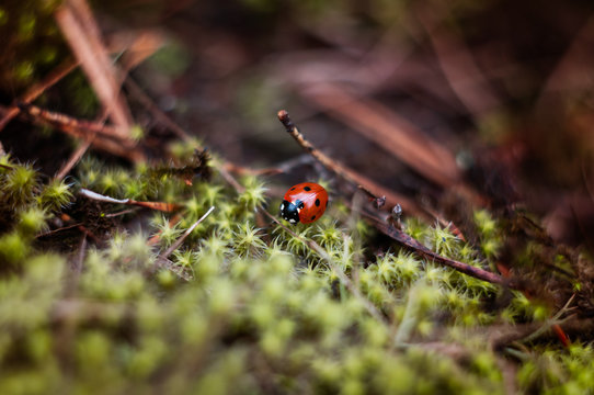 Beautiful ladybird on green moss