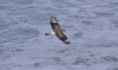 Fliegender Bussard mit Beute im Schnabel