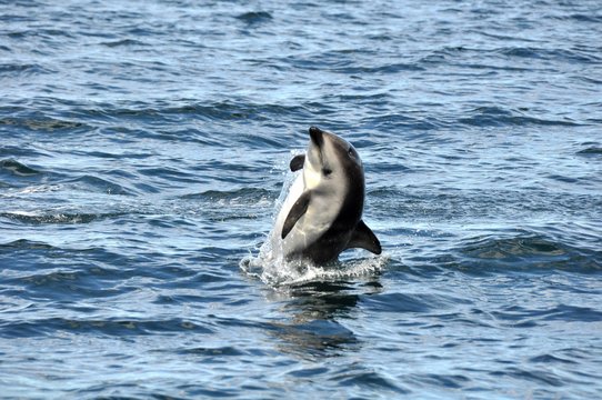 Springender Delphin