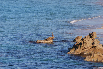 Fototapeta premium Isola di Sardegna, mare, cormorano sulle rocce, water, fauna, mare mediterraneo, estate,